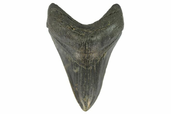 Fossil Megalodon Tooth - South Carolina #127038